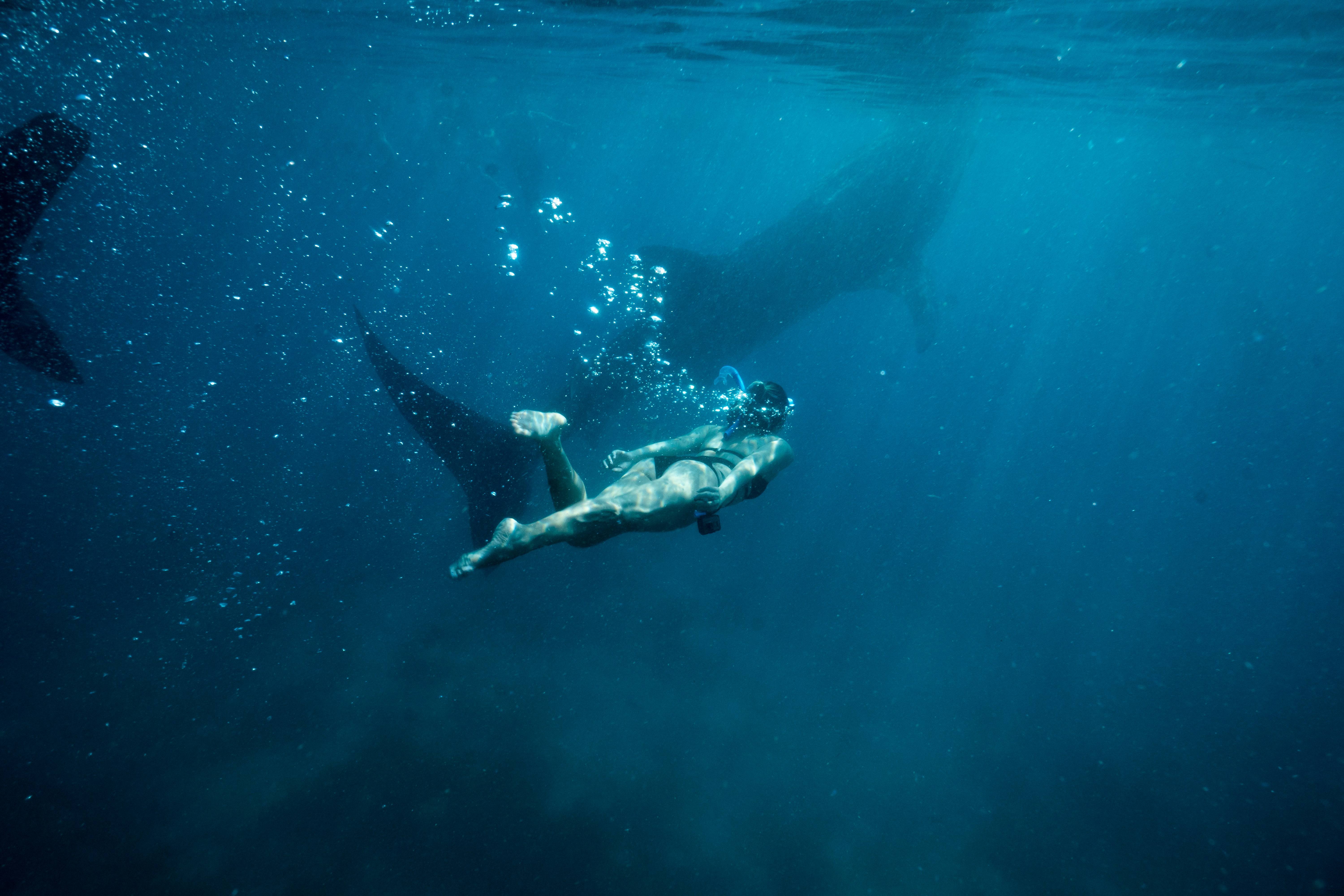 Snorkeling with Whales and Dolphins